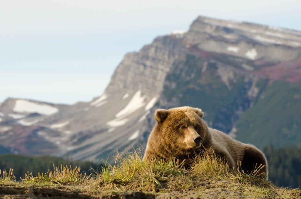 Alaska Cruises 2024, 2025 Cruises in Alaska Cruise Guru