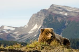 Female brown bear laying down after eating a few salmon.