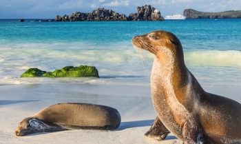 Galapagos sea lion (Zalophus wollebaeki) at the beach of Espanola island