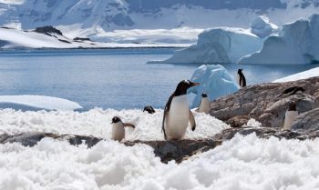 Cruises from Ushuaia to Antarctica